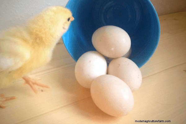 De-myth-tifying Eggs