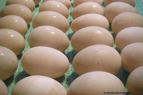 De-myth-tifying Eggs