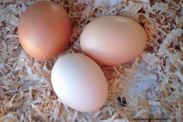 De-myth-tifying Eggs