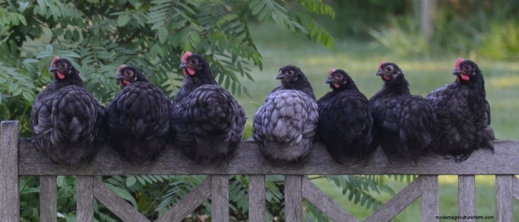 Hot Poop and Outdoor Plumbing