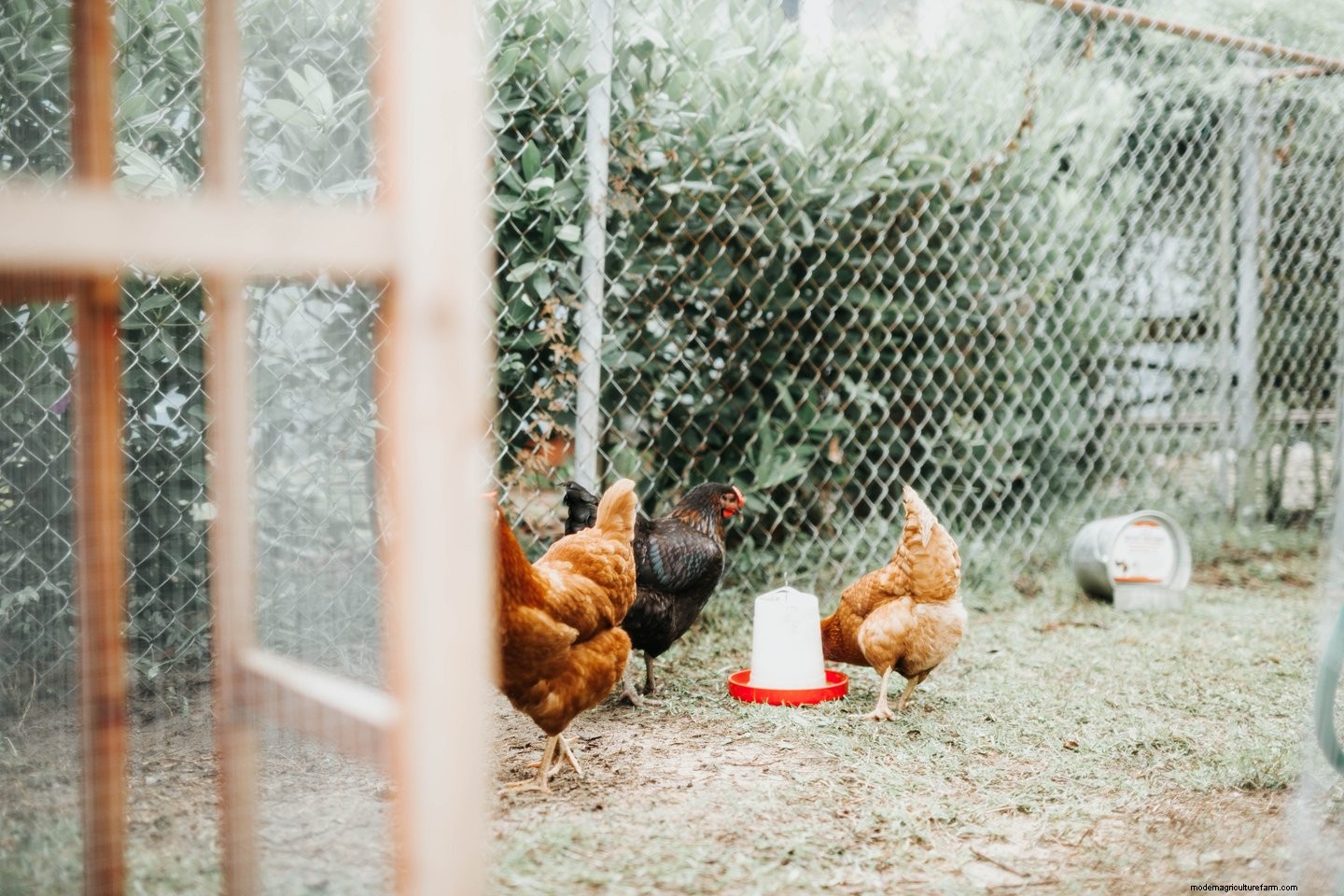 Natural Cleaning Remedies for Your Chicken Coop
