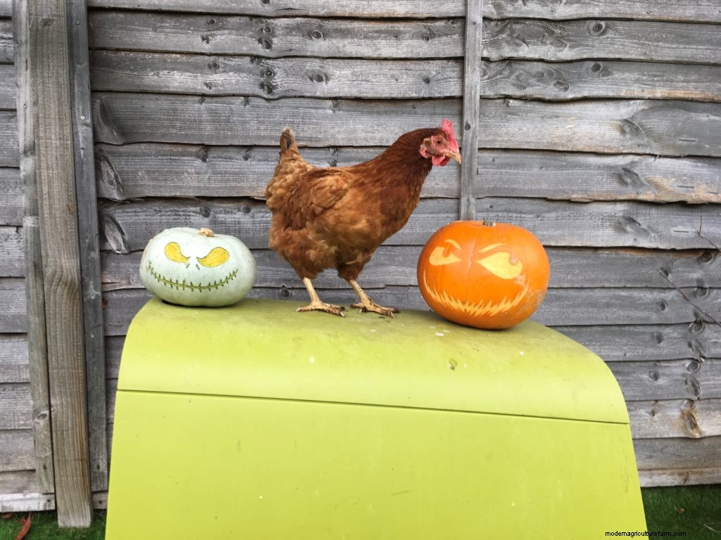 Getting Hens Winter Ready