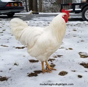 Winter Self Care for the Chicken Keeper