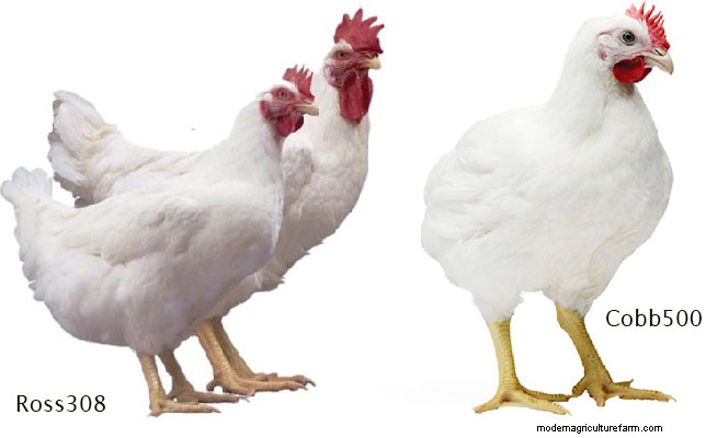 Breeding the Chicken of Tomorrow