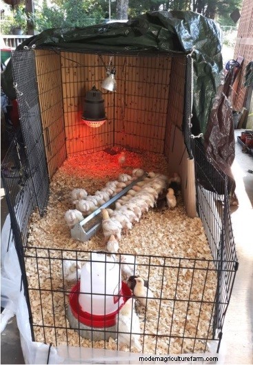 Versatile Wire Pet Exercise Pen