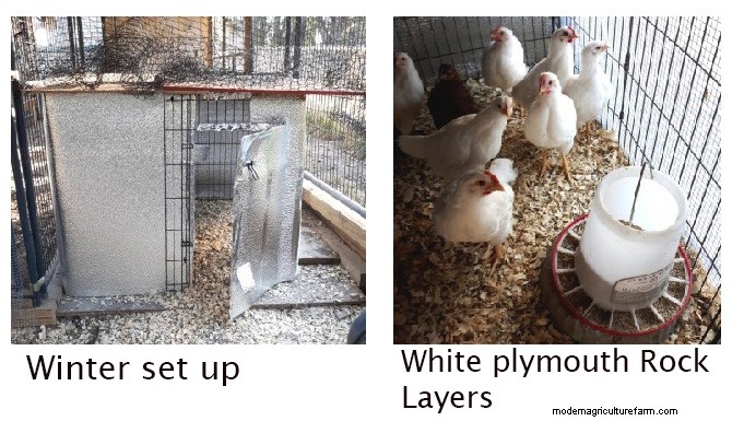 Versatile Wire Pet Exercise Pen