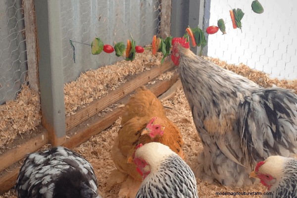 How to Make a Festive Chicken Treat Garland!