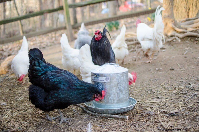 3 Chicken Ailments and Their Natural Treatments