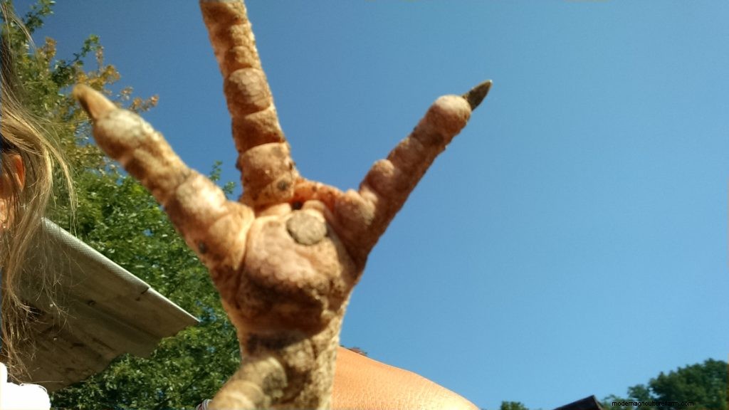 3 Chicken Ailments and Their Natural Treatments