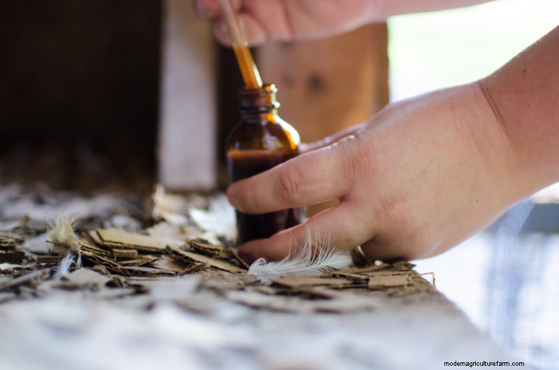 3 Chicken Ailments and Their Natural Treatments