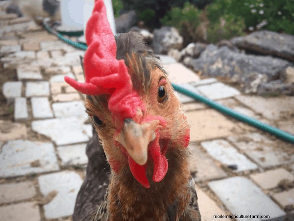 All About Chicken Comb Types