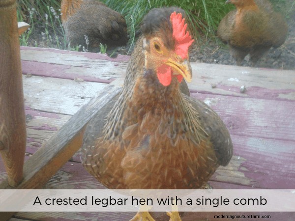 All About Chicken Comb Types