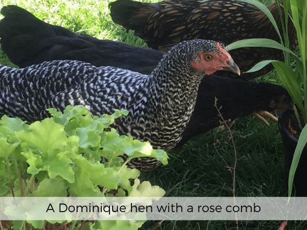 All About Chicken Comb Types