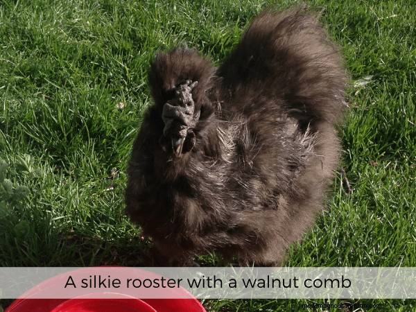 All About Chicken Comb Types