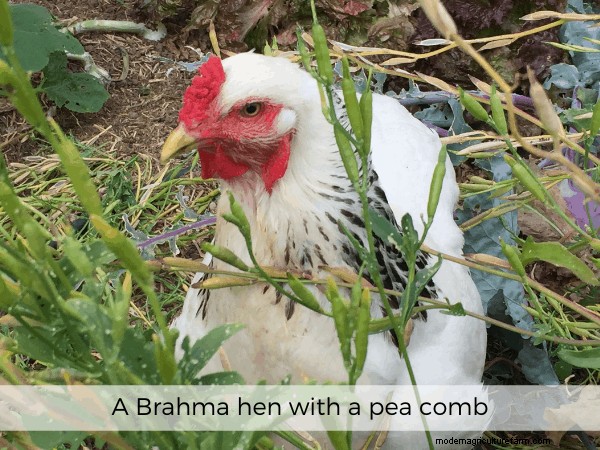 All About Chicken Comb Types