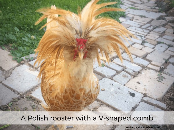 All About Chicken Comb Types