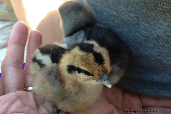 Where to Buy Chicks, Part 3 – Feed Stores