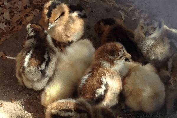 Where to Buy Chicks, Part 3 – Feed Stores