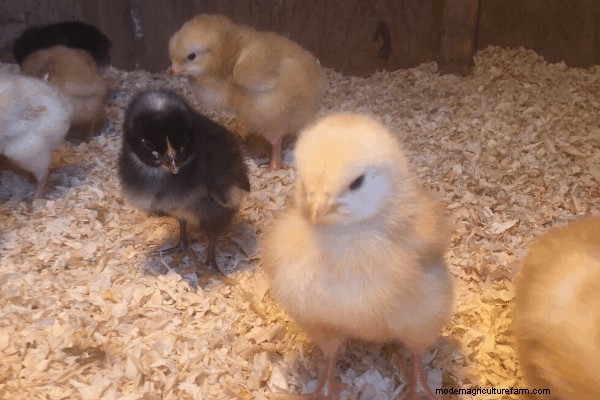 Where to Buy Chicks, Part 3 – Feed Stores