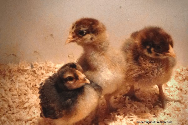 Where to Buy Chicks, Part 2 – Professional Hatcheries