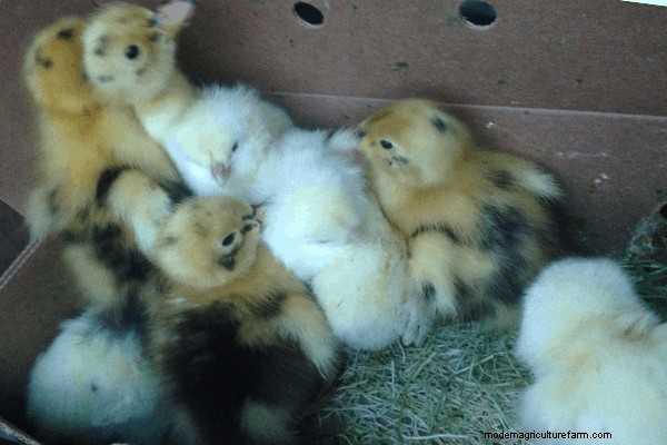 Where to Buy Chicks, Part 2 – Professional Hatcheries
