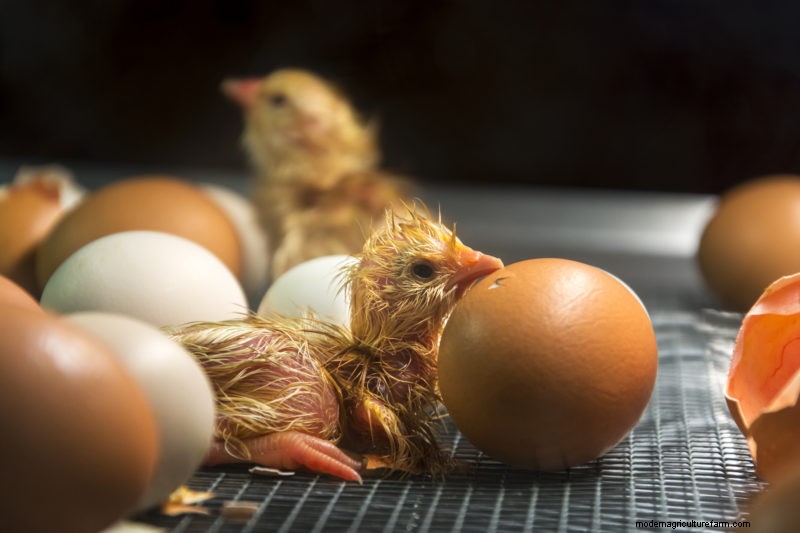 Taking the Guesswork Out of Incubation