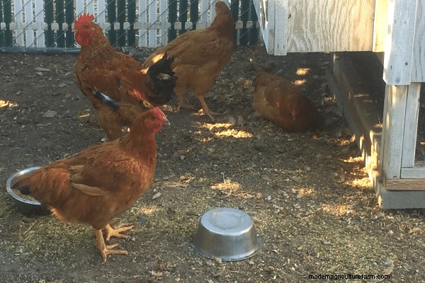 Our 1st Experience Raising Meat Chickens