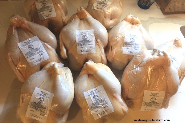 Our 1st Experience Raising Meat Chickens