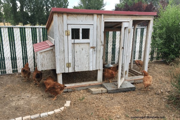 Our 1st Experience Raising Meat Chickens