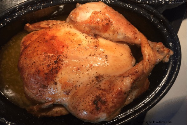 Our 1st Experience Raising Meat Chickens