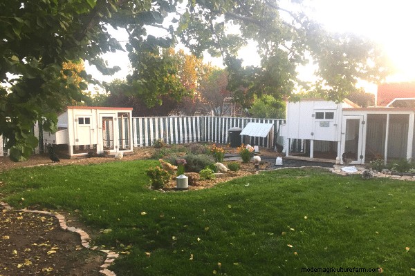 5 Ways to Cool your Chicken Coop this Summer