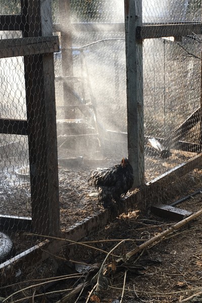 5 Ways to Cool your Chicken Coop this Summer