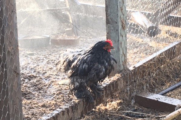 5 Ways to Cool your Chicken Coop this Summer
