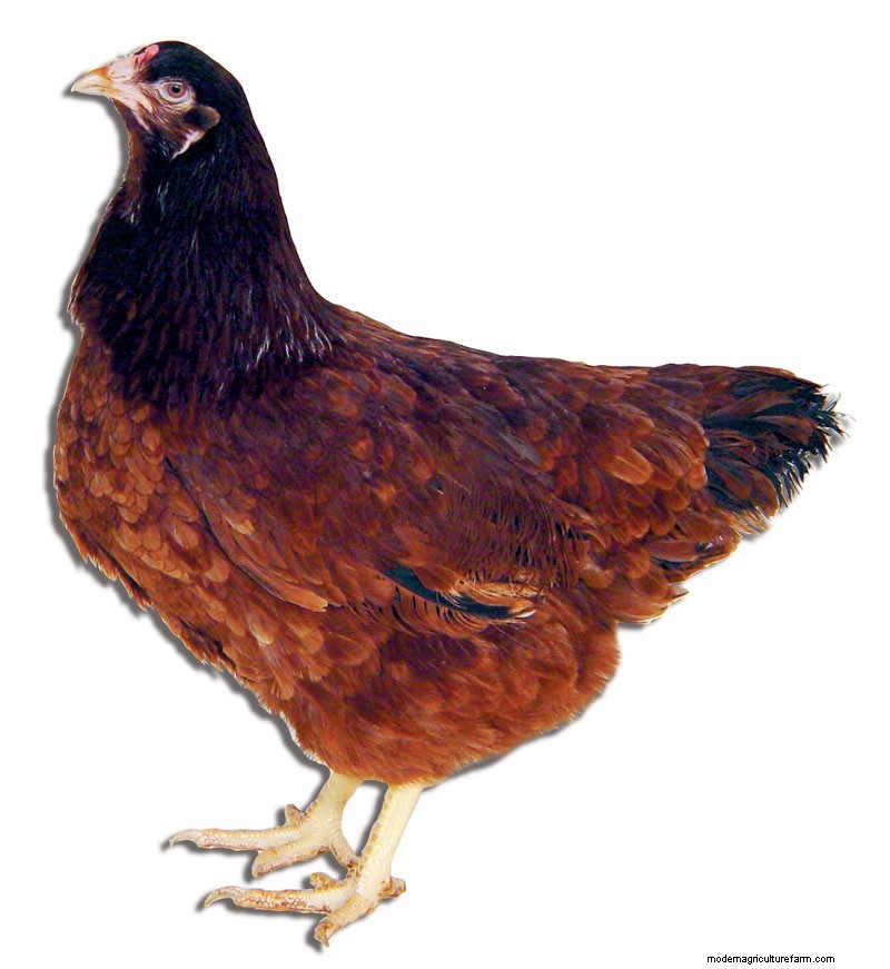 Breed Profile: Buckeye