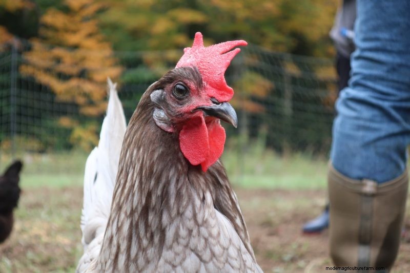 Chicken Stewardship as Land Offering