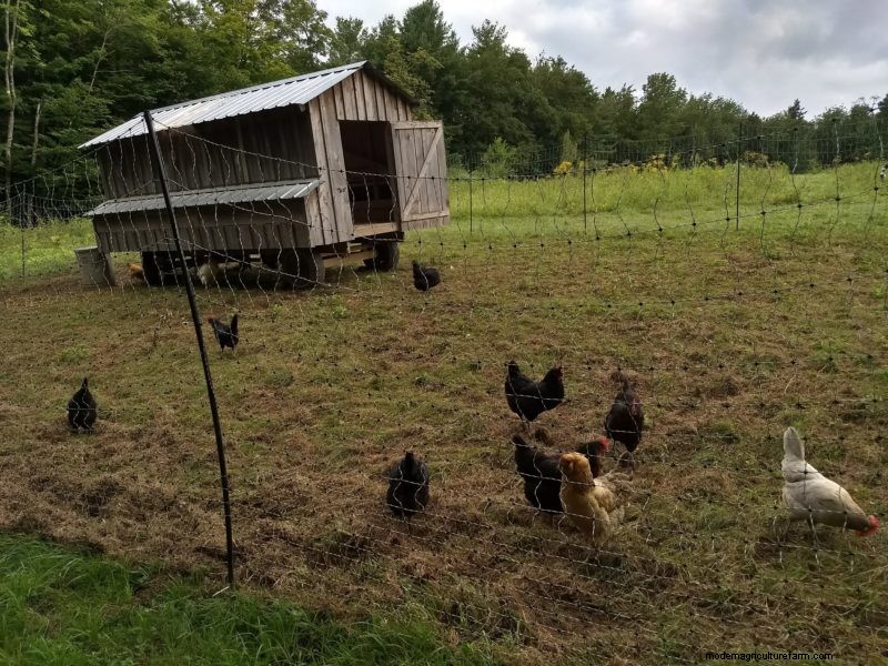 Chicken Stewardship as Land Offering