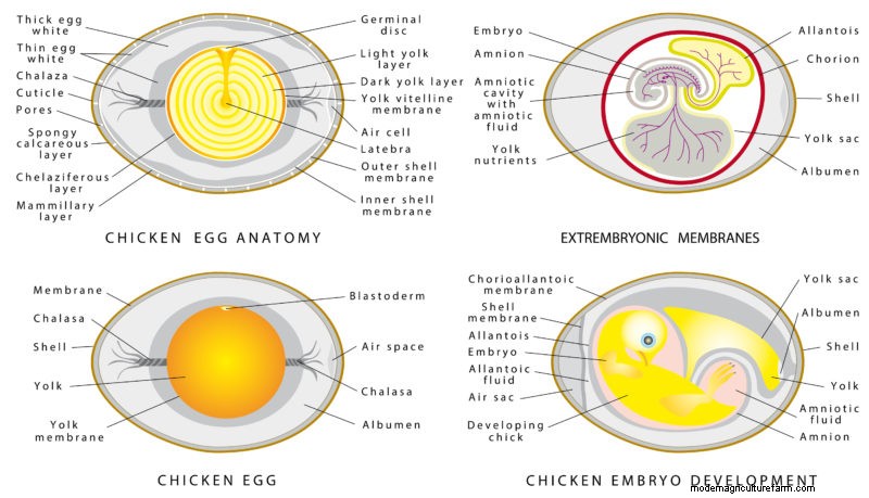 Candling and Egg Development
