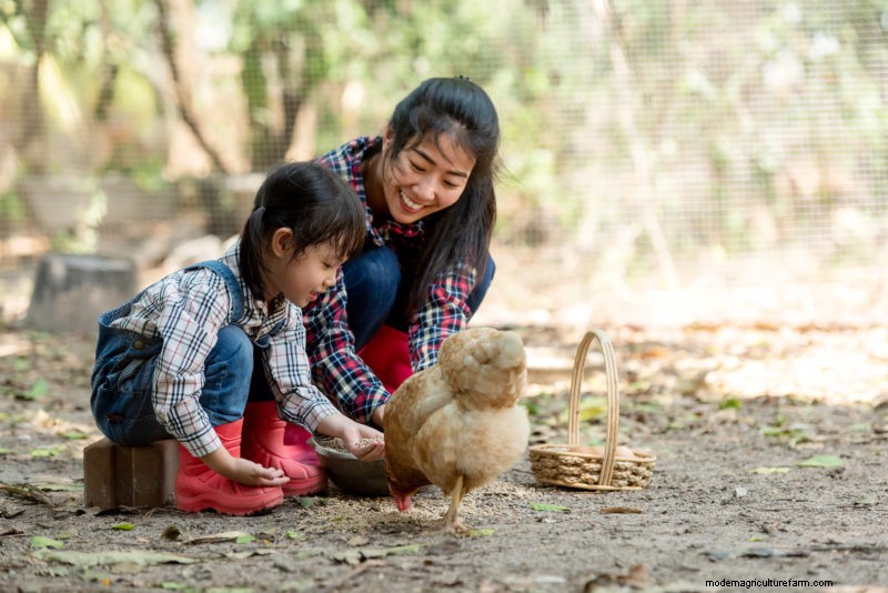 Kids and the Backyard Flock
