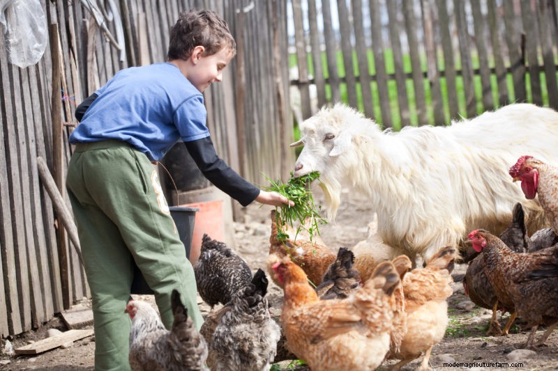 Teach Your Kids Confidence with Chickens