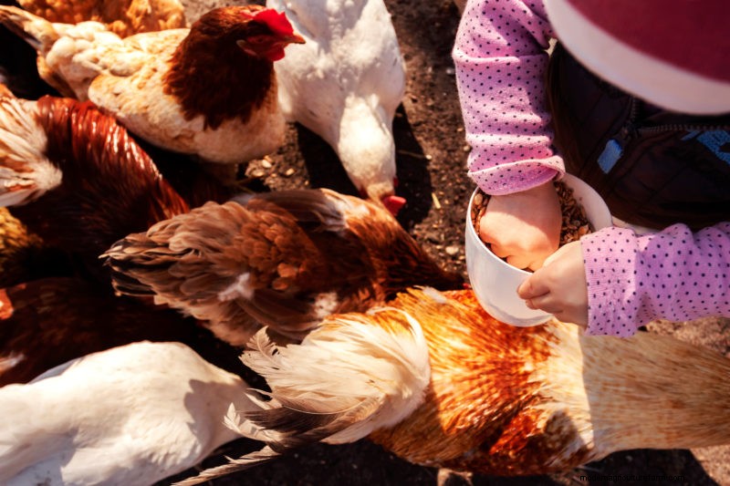 Teach Your Kids Confidence with Chickens