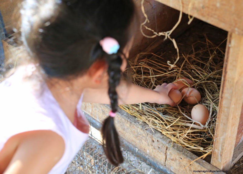 Teach Your Kids Confidence with Chickens