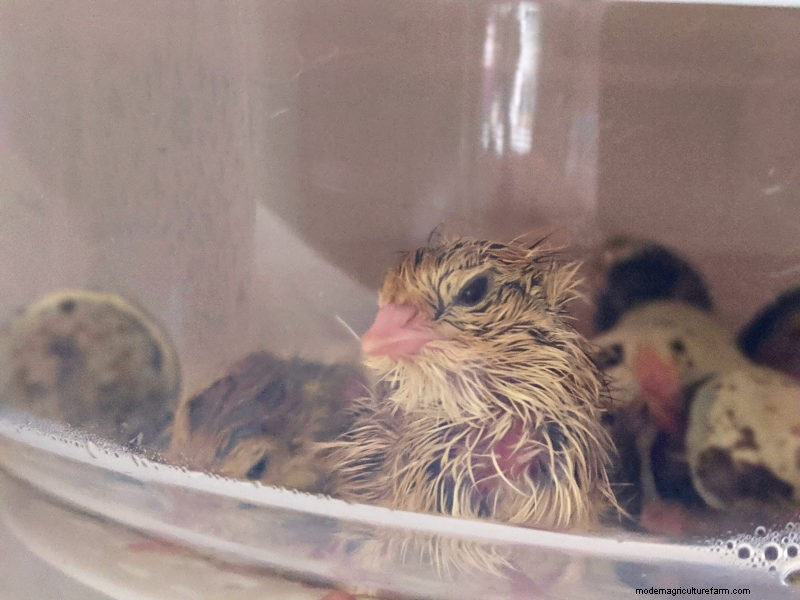 Incubating Coturnix Quail Eggs