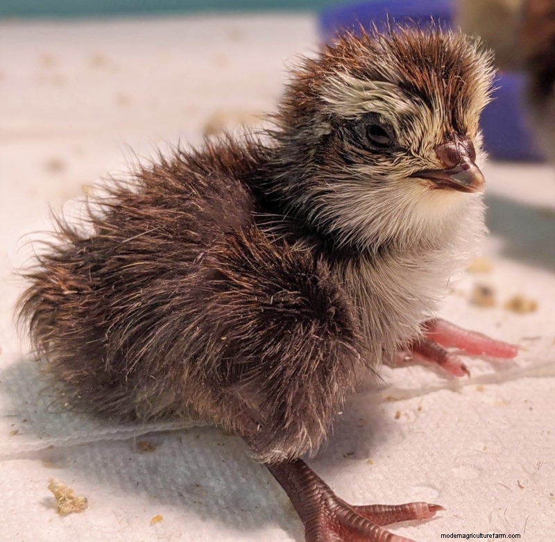 Incubating Coturnix Quail Eggs