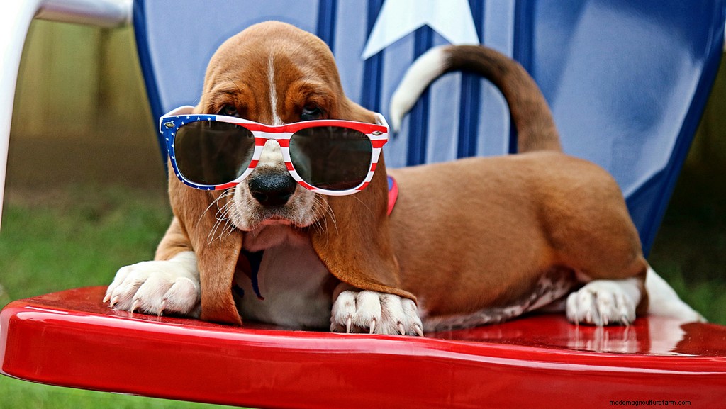 7 Tips for July Fourth Safety for Dogs: Fireworks, Food, & More