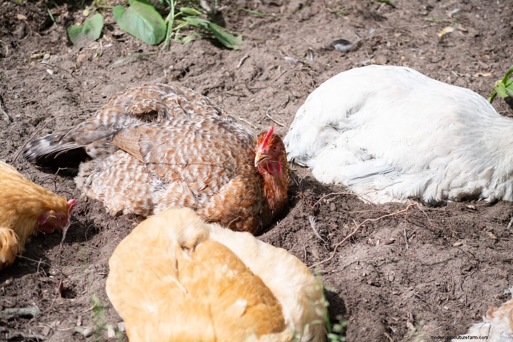 Chicken Dust Baths: Why & How to Build One