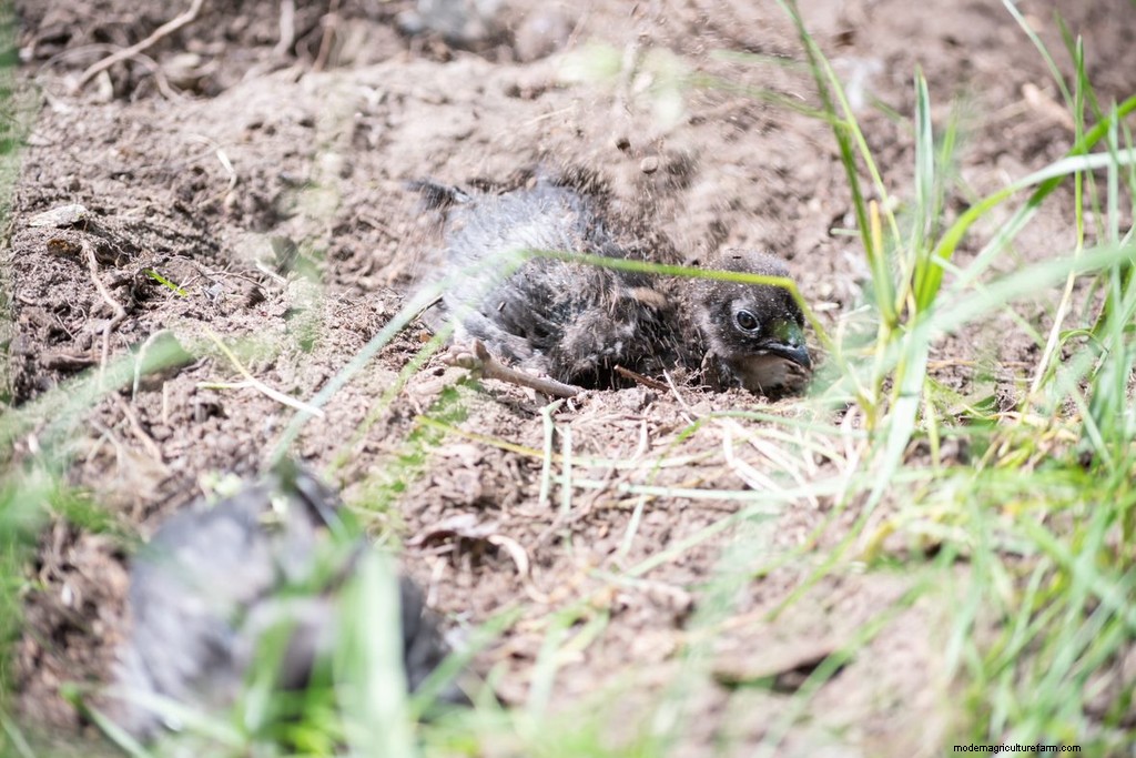 Chicken Dust Baths: Why & How to Build One