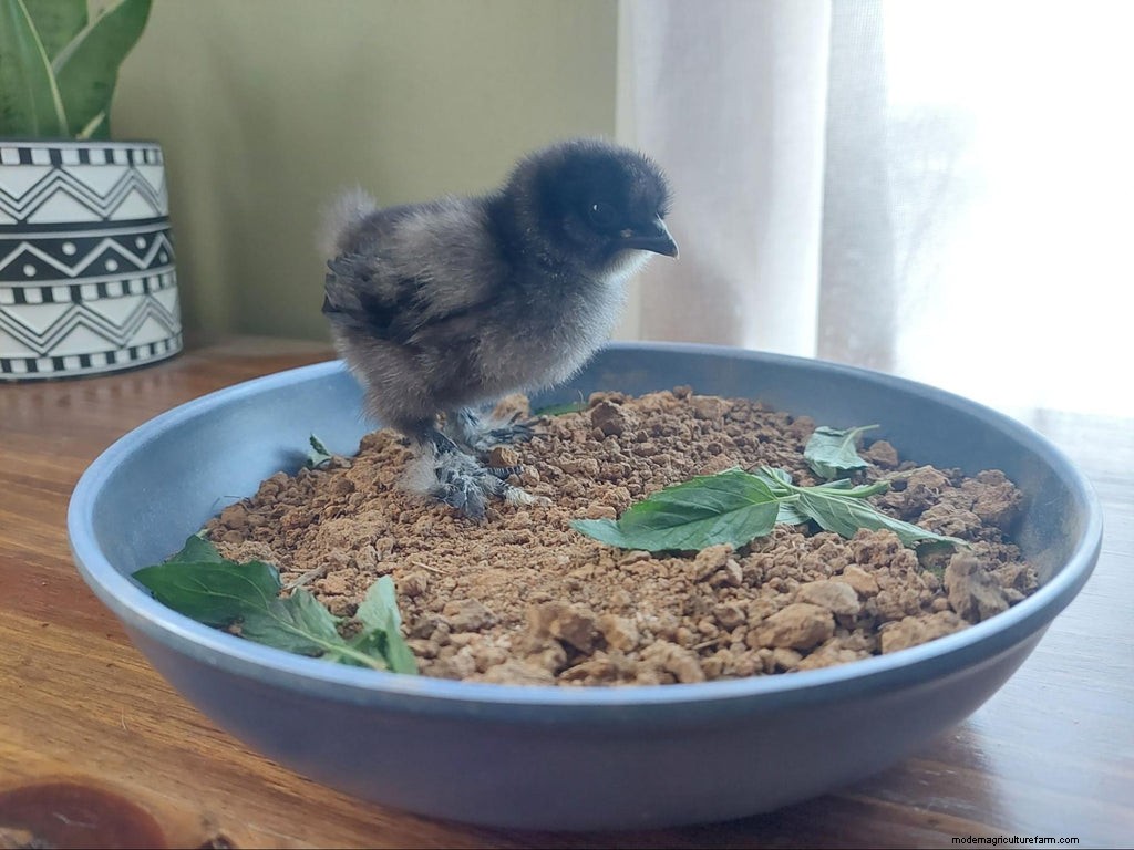 Chicken Dust Baths: Why & How to Build One