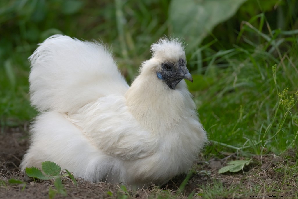 Chicken Dust Baths: Why & How to Build One