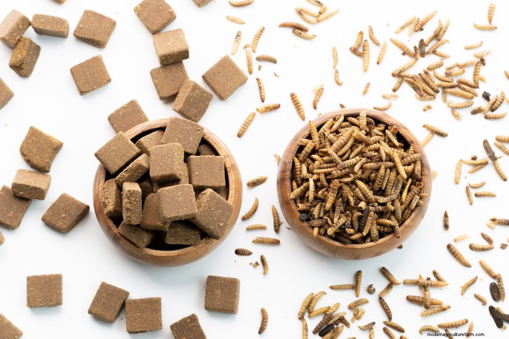 Why Insect-Based Dog Snacks Are Better for the Planet