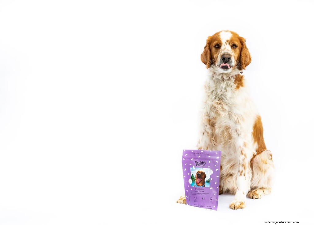 Why Insect-Based Dog Snacks Are Better for the Planet